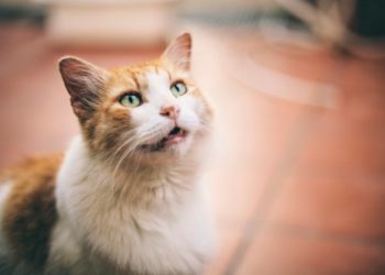 Pourquoi les chats miaulent-ils? | Animauxinfo