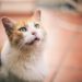 Pourquoi les chats miaulent-ils? | Animauxinfo