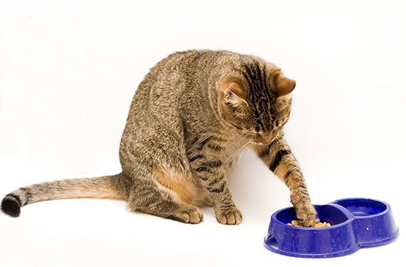 Pourquoi les chats sont-ils si difficiles?