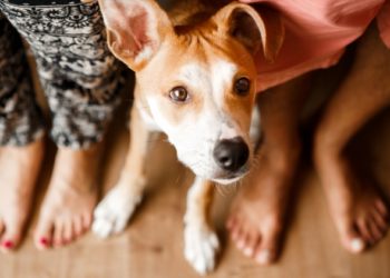 Pourquoi les chiens sont-ils assis sur les pieds des gens?