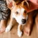 Pourquoi les chiens sont-ils assis sur les pieds des gens?