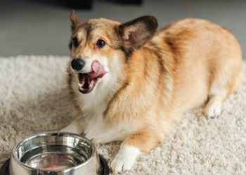 Pouvez-Vous Donner Un Pédialyte Pour Chien? - Animaux Info : Votre Source  Numéro 1 D'informations Et Tutoriels Sur Les Animaux