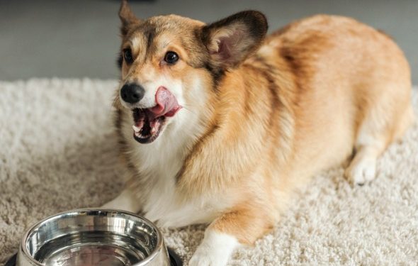 Pouvez-vous donner un pédialyte pour chien?