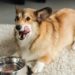 Pouvez-vous donner un pédialyte pour chien?
