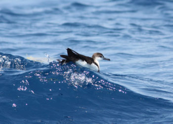 Puffin d’Audubon – Coin des animaux