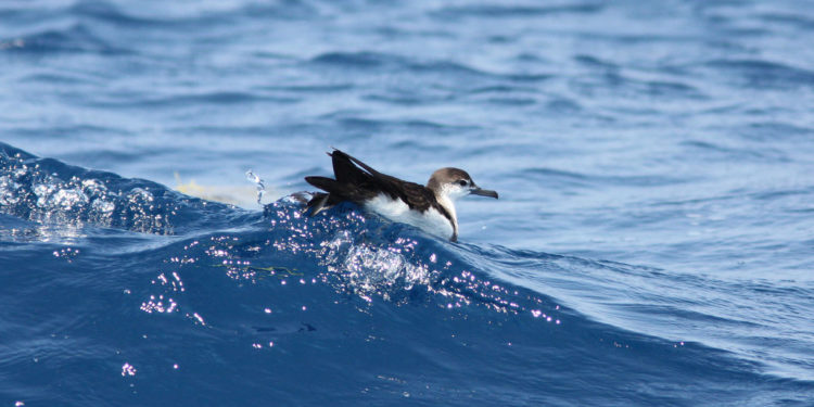 Puffin d’Audubon – Coin des animaux