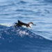 Puffin d’Audubon – Coin des animaux