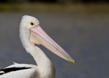 Pélican australien – Faits, régime alimentaire et renseignements sur l’habitat