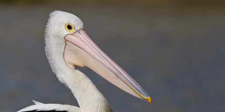 Pélican australien – Faits, régime alimentaire et renseignements sur l’habitat