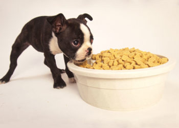 Quand remplacer votre chiot par une nourriture pour chiens adultes