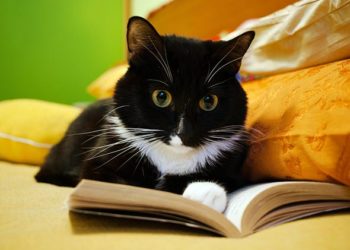 Quatre choses que vous ne saviez pas sur le cerveau de votre chat