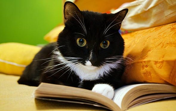 Quatre choses que vous ne saviez pas sur le cerveau de votre chat