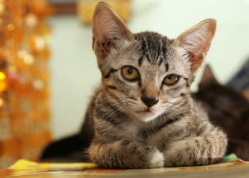 Que faire à propos d’un chat qui est un mangeur difficile