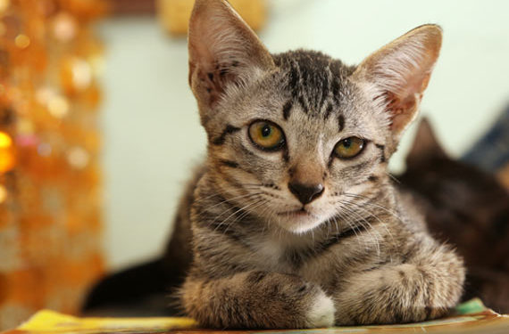 Que faire à propos d’un chat qui est un mangeur difficile