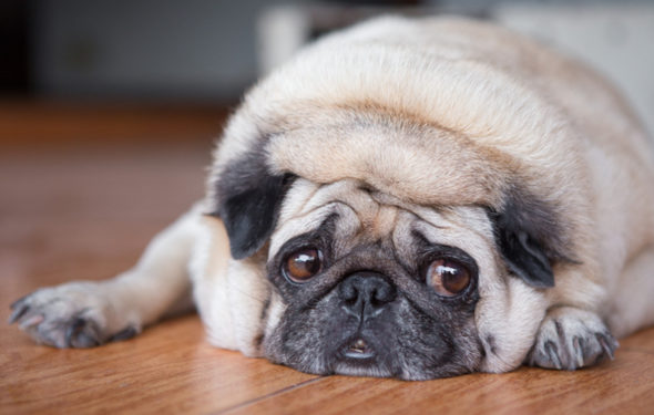 Que nourrir pour arrêter les pets de chien