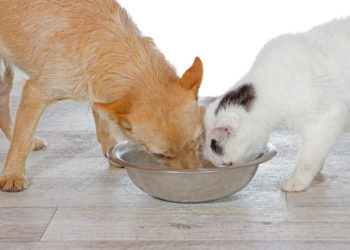 Que signifie Made in USA pour les aliments pour animaux de compagnie?