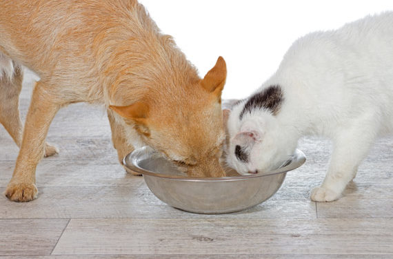 Que signifie Made in USA pour les aliments pour animaux de compagnie?