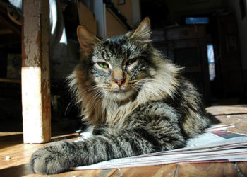 Quel type d’aliments pour nourrir votre nouveau chat