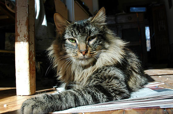 Quel type d’aliments pour nourrir votre nouveau chat