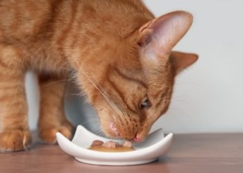Quelle est la meilleure nourriture pour les chats âgés?