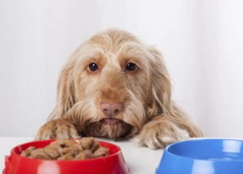 Qu’est-ce que le magnésium et pourquoi est-il important?