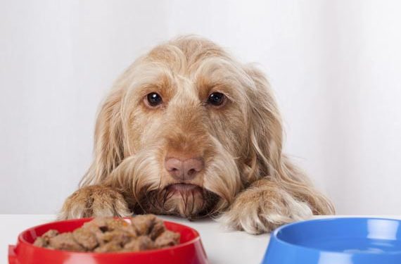 Qu’est-ce que le magnésium et pourquoi est-il important?