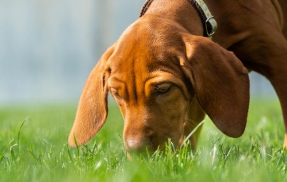 Raisons pour lesquelles un chien mange de la merde et comment l’arrêter