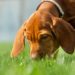 Raisons pour lesquelles un chien mange de la merde et comment l’arrêter