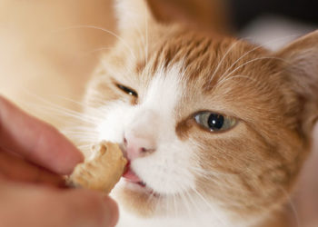 Recette de gâteries maison pour chats