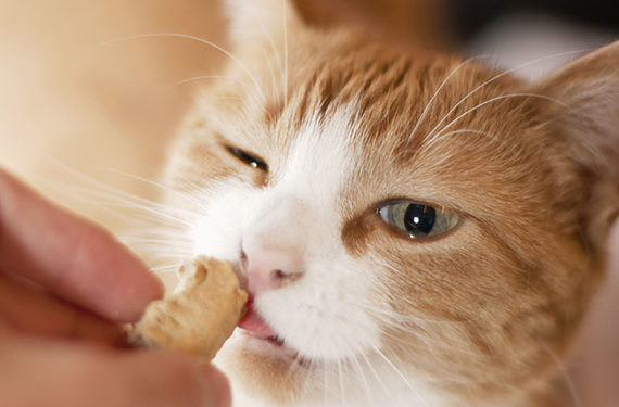 Recette de gâteries maison pour chats