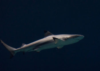 Requin à pointe noire – Faits, informations et photos