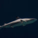 Requin à pointe noire – Faits, informations et photos