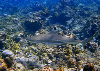 Requin à pointes noires – Faits, informations et photos