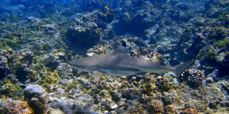 Requin à pointes noires – Faits, informations et photos