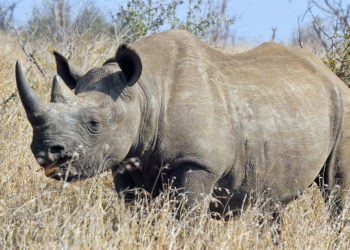 Rhinocéros noir – Faits, régime alimentaire et renseignements sur l’habitat