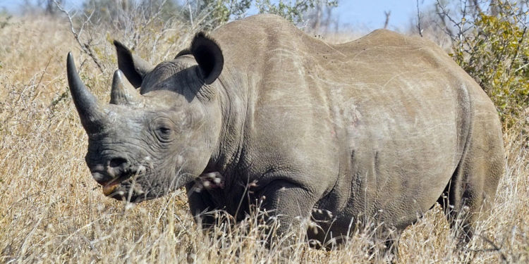 Rhinocéros noir – Faits, régime alimentaire et renseignements sur l’habitat