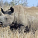 Rhinocéros noir – Faits, régime alimentaire et renseignements sur l’habitat