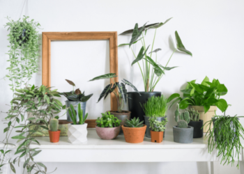 Réponse à toutes les questions que vous vous posez sur vos plantes d’intérieur
