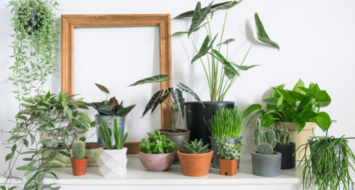 Réponse à toutes les questions que vous vous posez sur vos plantes d’intérieur