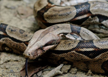 Serpent Boa Constrictor – Faits, régime et information sur l’habitat
