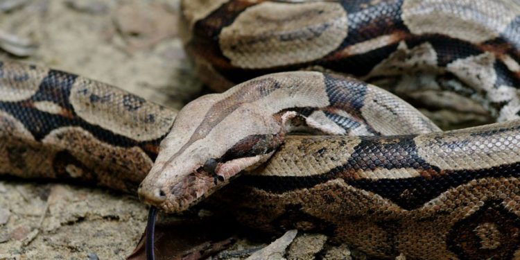 Serpent Boa Constrictor – Faits, régime et information sur l’habitat