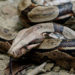Serpent Boa Constrictor – Faits, régime et information sur l’habitat