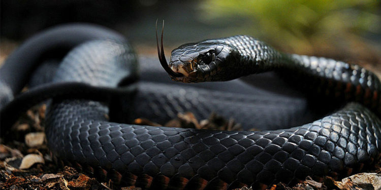 Serpents Black Mamba – Faits, régime et information sur l’habitat