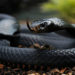 Serpents Black Mamba – Faits, régime et information sur l’habitat