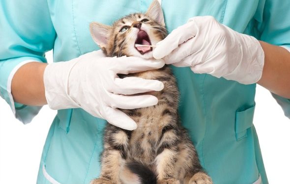 Signes de maladie des gencives chez les chats