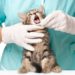Signes de maladie des gencives chez les chats