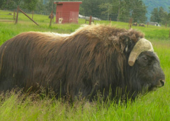 Swiftlet australien – Faits, régime alimentaire et renseignements sur l’habitat