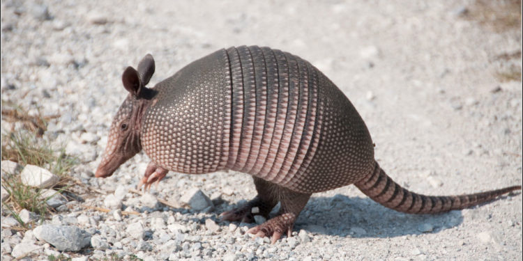 Tatou – Coin des animaux