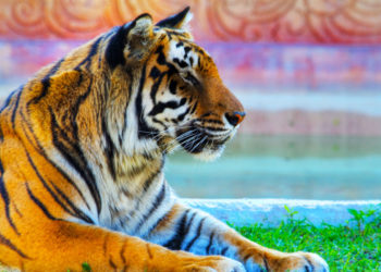 Tigres du Bengale – Faits, informations et images clés