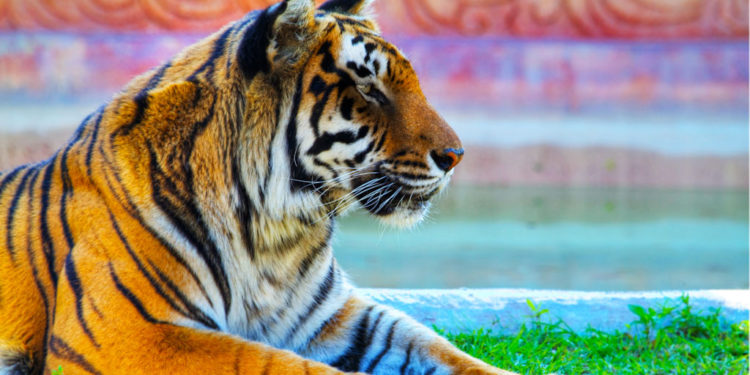 Tigres du Bengale – Faits, informations et images clés